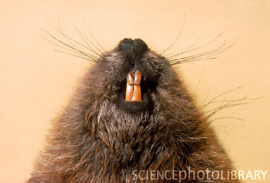 Z9180289_Beavers_Teeth_SPL.jpg