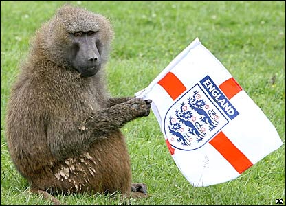 _42233828_baboon_flag_2_pa_416.jpg