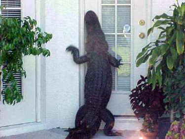 alligator_at_door.jpg