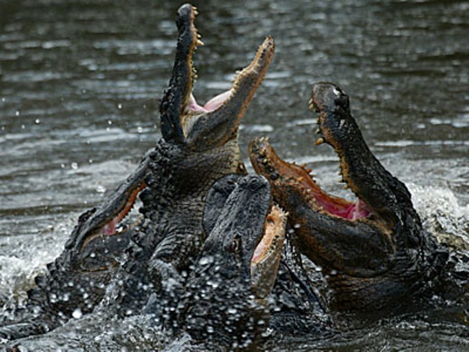 alligator_feeding_frenzy.jpg