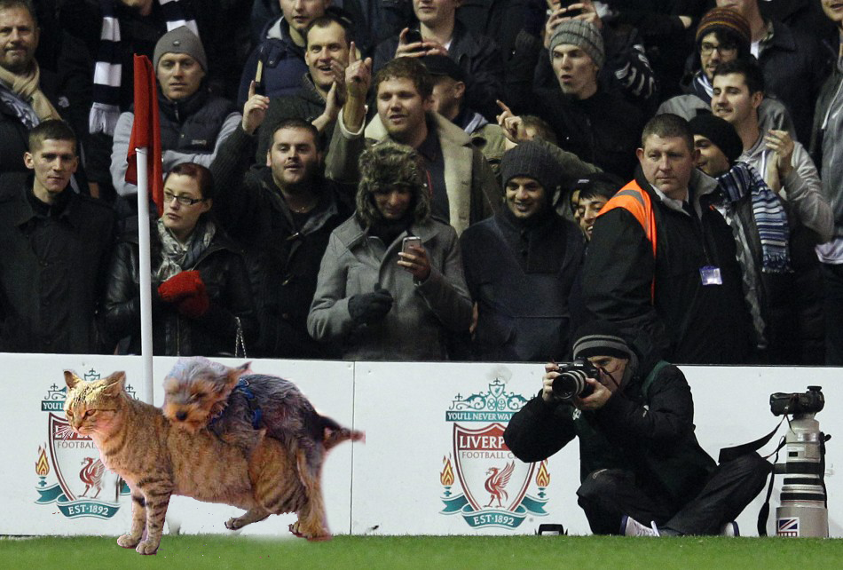 anfield_cat.png