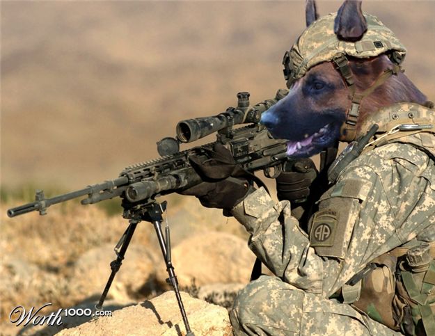 army_dog.jpg