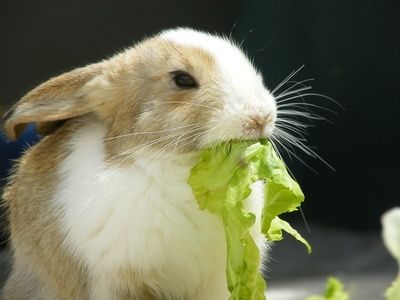 article_new_ehow_images_a06_6e_vl_fruits_vegetables_can_rabbits_eat__11_800x800.jpg