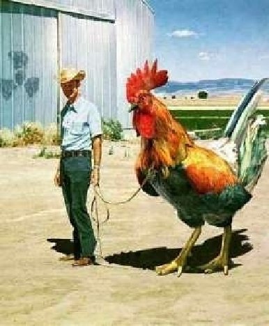 attack_of_the_giant_rooster1.jpg