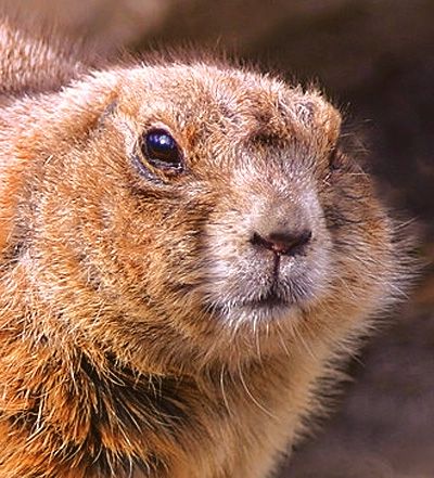 b_413953_Beaver_Animal.jpg