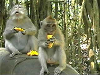 baby_and_old_monkey_eating_bananas.jpg