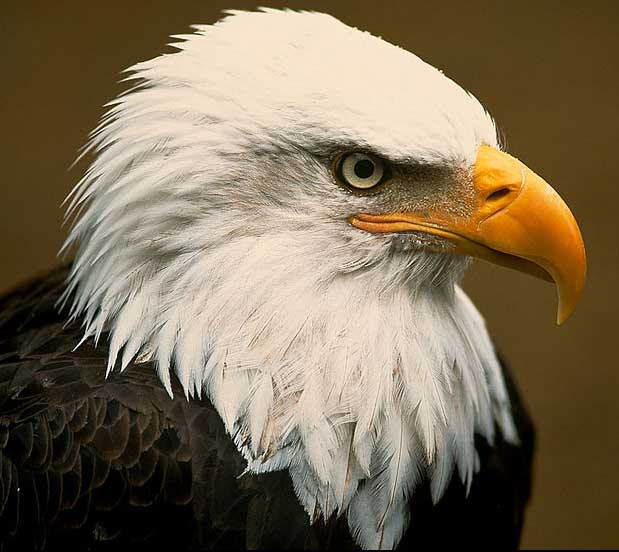 bald_eagle_1.jpg