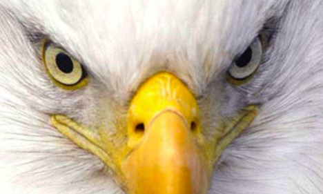 bald_eagle_endangered_species_act_bulletin_photo.jpg