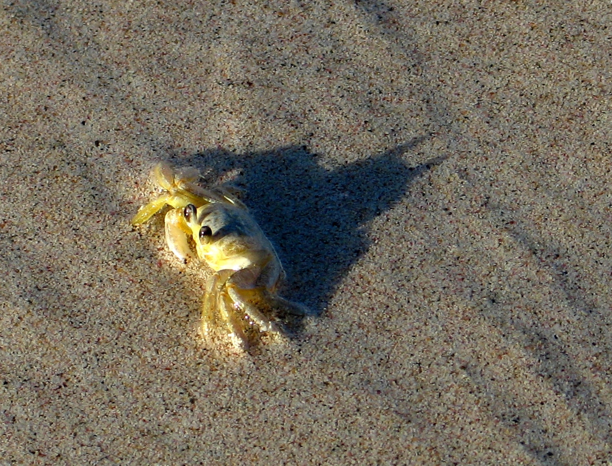 batcrab.jpg