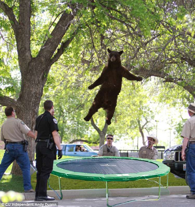 bear_jump1.jpg