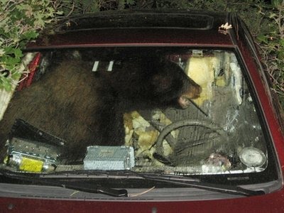 bear_stole_a_car.jpg