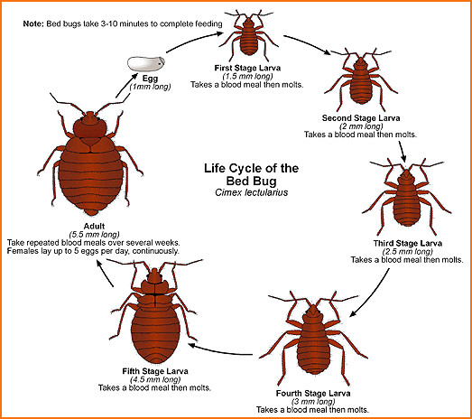 bed_bugs_life_cycle.gif