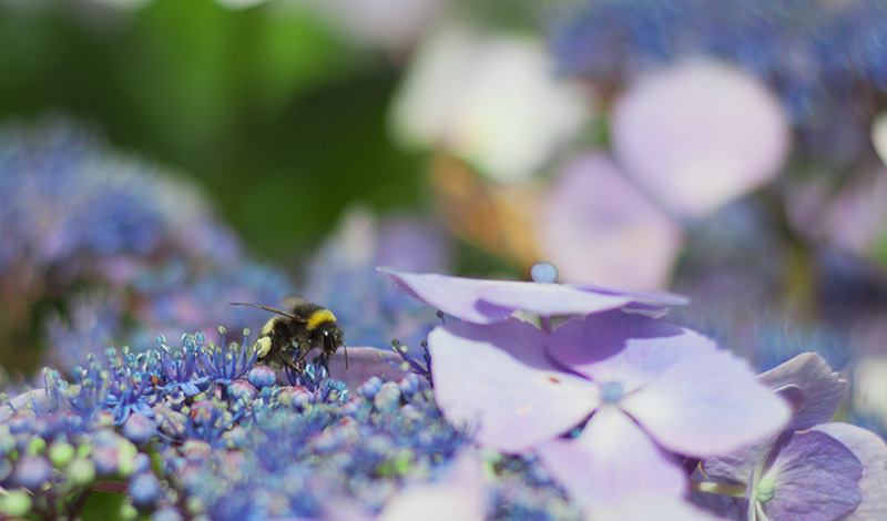 bee_3.jpg