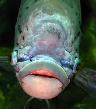 big_lips_botox_fish.jpg