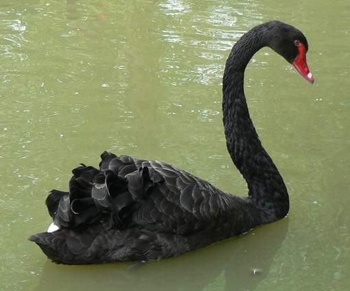 blackswan_cygnusatratus2.jpg