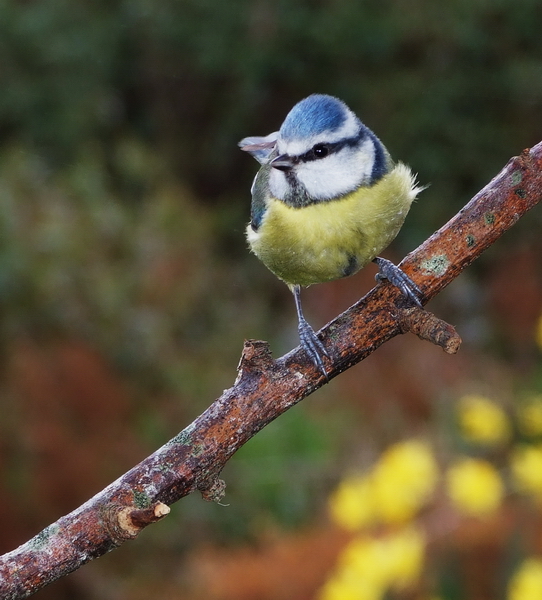 bluetit.jpg