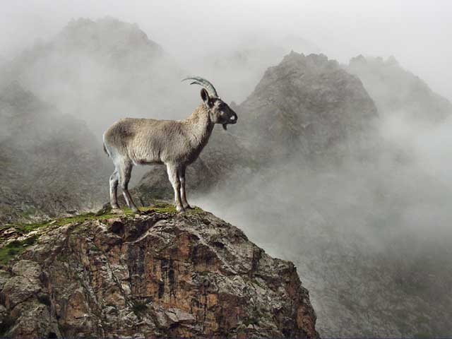 bobrow_mountain_goat.jpg