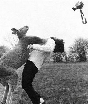 boxing_kangaroo_1.jpg