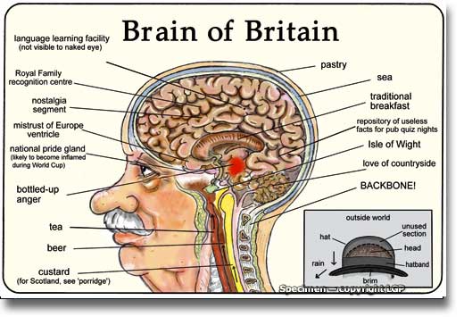 brain_of_Brit.jpg