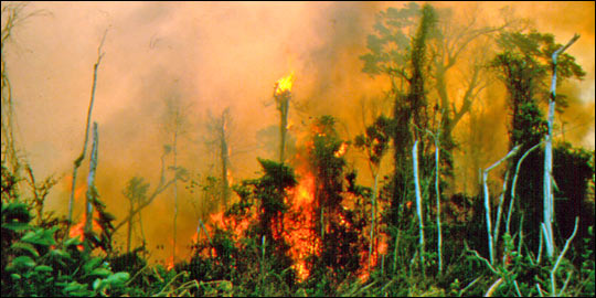 burning_forest_540x270.jpg