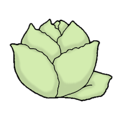 cabbage_1.png