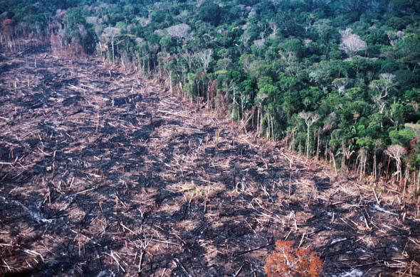 clear_cutting_in_rainforest1.jpg