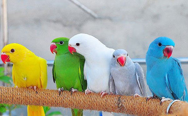colourfulparrots.jpg
