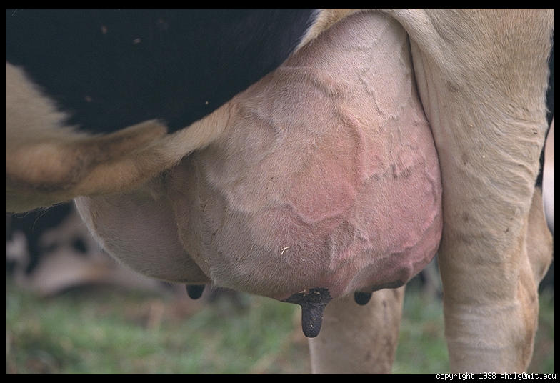 cow_udder_38_3.jpg