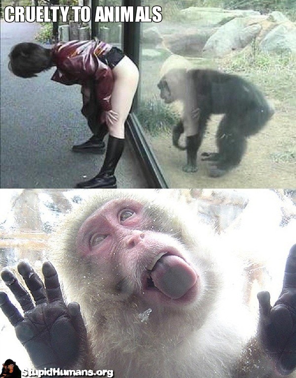 cruelty_to_animals_mooning_monkey_stupid_human_1302883360.jpg