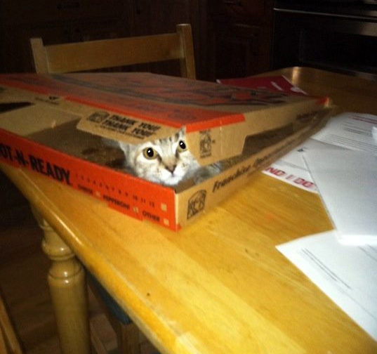 cute_cat_eats_pizza.jpg