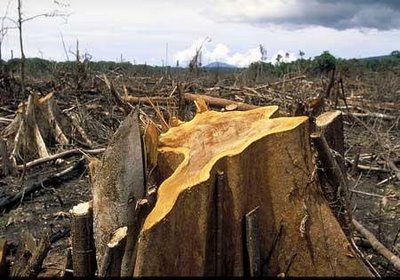 destroyed_rainforest.jpg