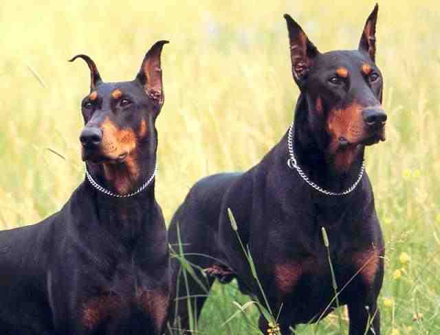 doberman.jpg