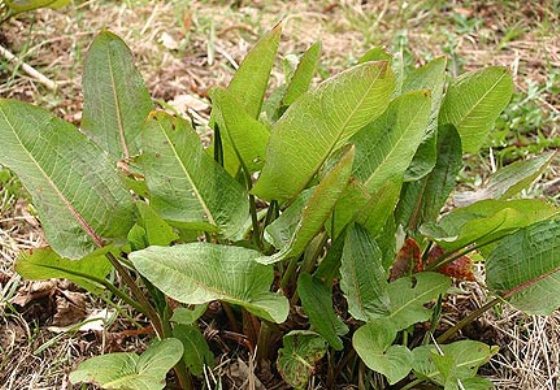 dock_leaves_431x300.jpg