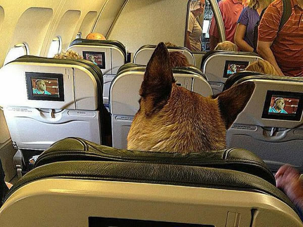 dog_on_plane.jpg