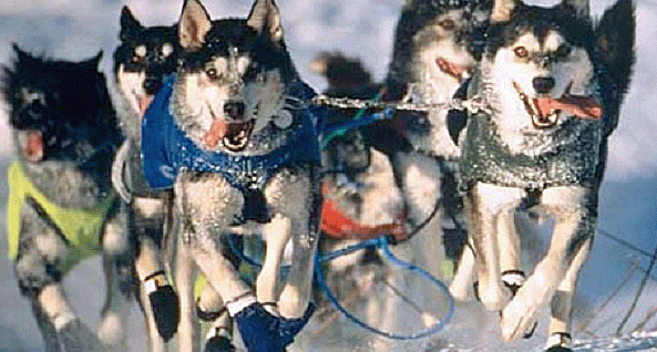 dogsled2.gif