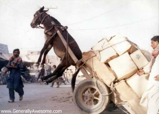 donkey_pulling_cart.jpg