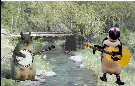 dueling_banjos.jpg