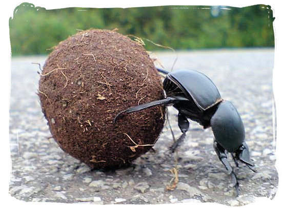 dung_beetle.jpg