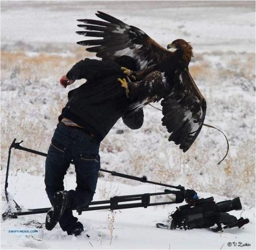 eagle_attack_1.jpg