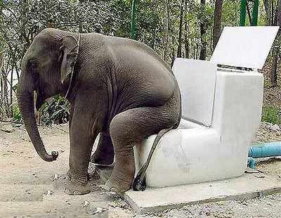 elephant_size_poop.jpg