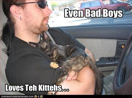 f0bc1_bad_boys_love_cats.jpg