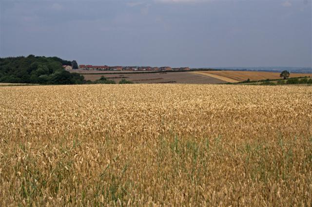 fields_of_corn.jpg