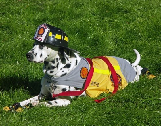 fire_dog_2_1.jpg