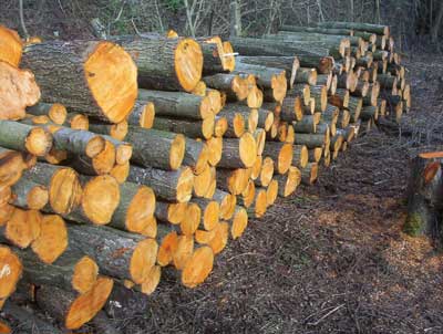 firewood.jpg