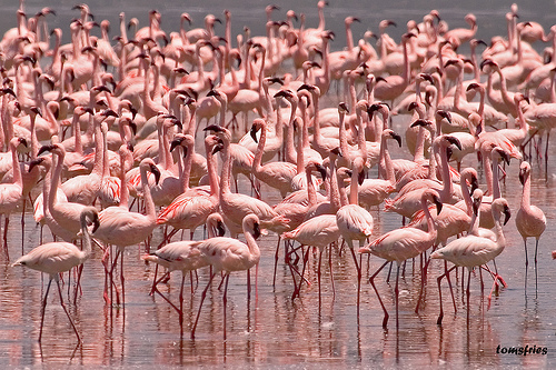 flamingo.jpg