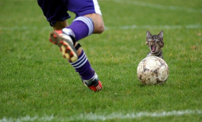 football_cat_kick.jpg