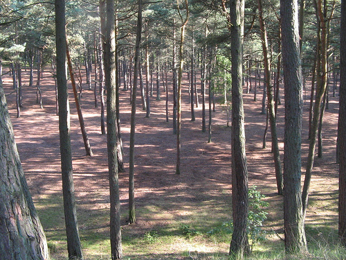 forest_001.jpg