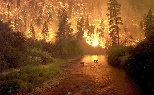 forest_fire_001.jpg