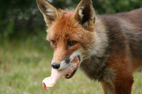 foxwdinner.jpg