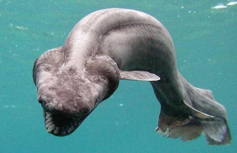 frilled_shark_1.jpg